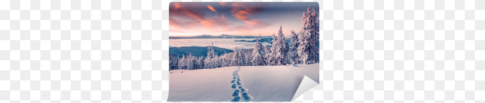 Foggy Winter Sunrise In The Snowy Mountain Wall Mural Snow, Fir, Nature, Outdoors, Plant Png Image