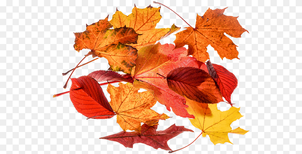 Foglie Autunno, Leaf, Maple, Plant, Tree Png