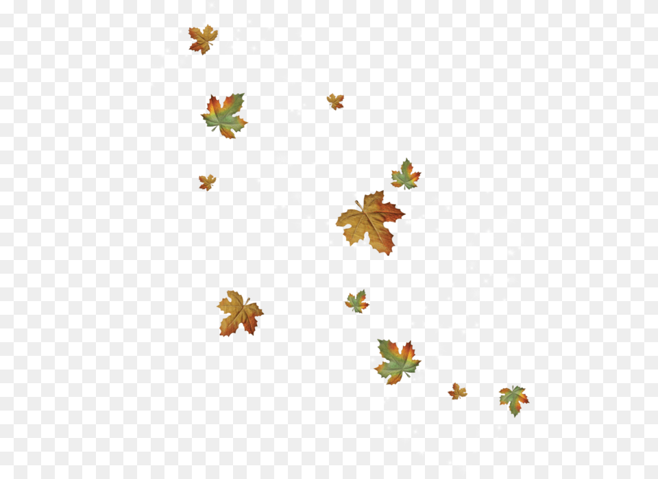 Foglie Cadute, Leaf, Plant, Tree, Maple Leaf Free Png