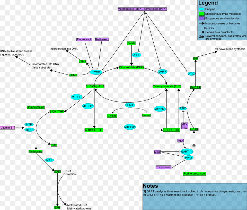 Folate Cycle Shorter Inhibitory Arrows Diagram Png Image