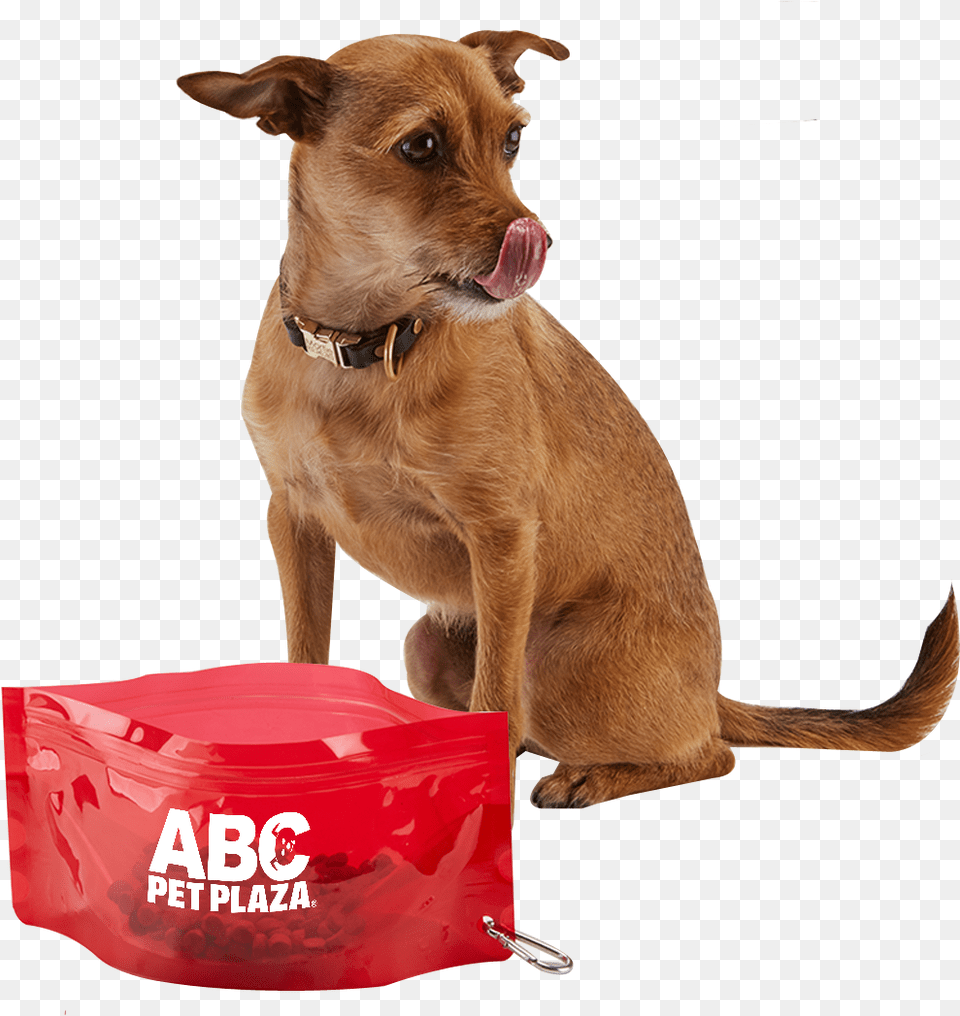 Fold It Pet Bowl Dog Catches Something, Animal, Canine, Mammal, Leash Png Image