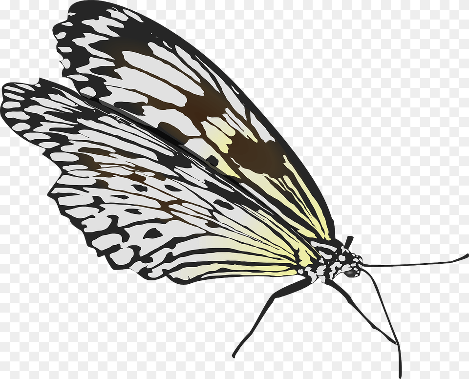 Fold Wings Butterfly, Animal, Insect, Invertebrate, Art Free Png