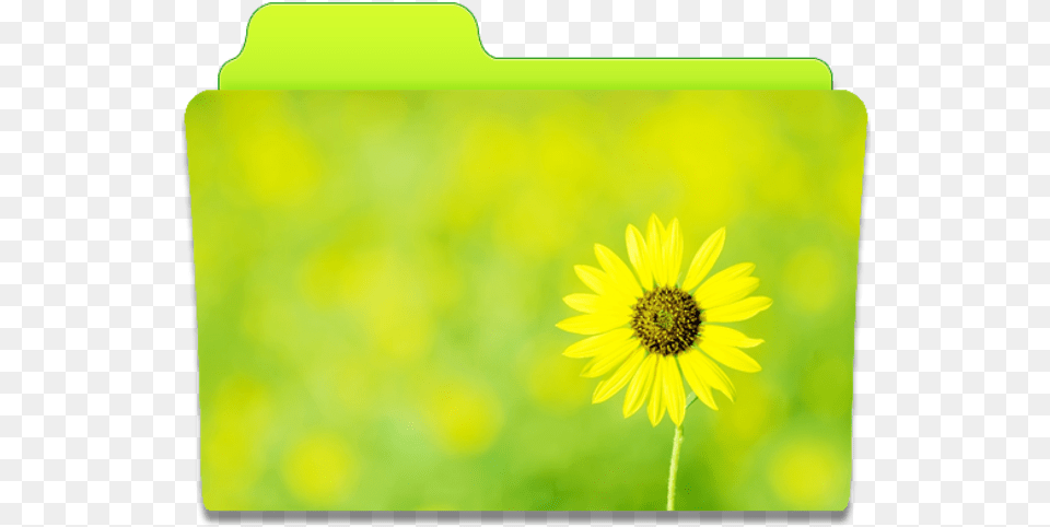Folder Sunflower Icon Cute Folders Iconset Anabella Falivene Flower Icon Folders, Daisy, Plant, Petal, Pollen Free Png Download