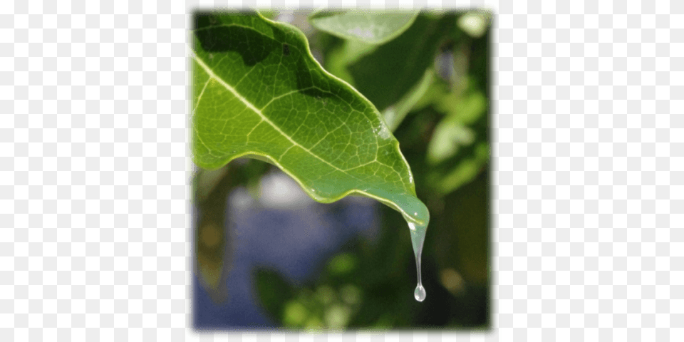 Folha A Sustainable Future Depends On The Development Nasdaqibb, Droplet, Leaf, Plant, Outdoors Png Image