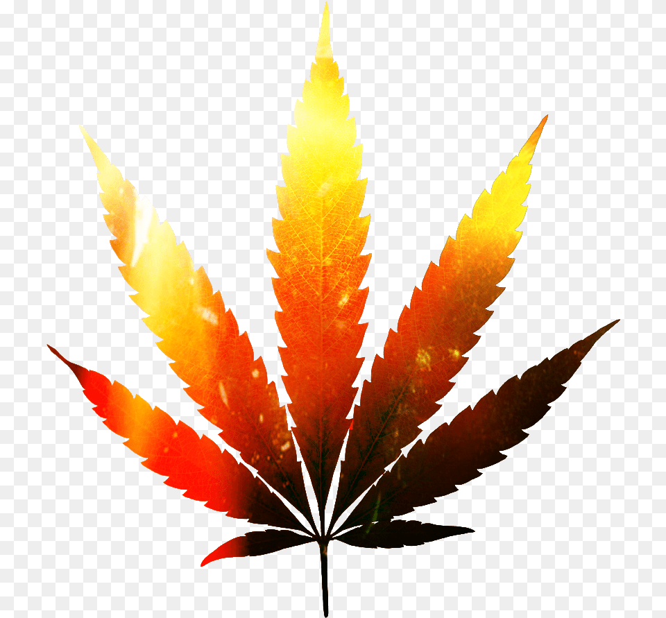 Folha Da Maconha Editada Marijuana Plant, Leaf, Tree Free Png