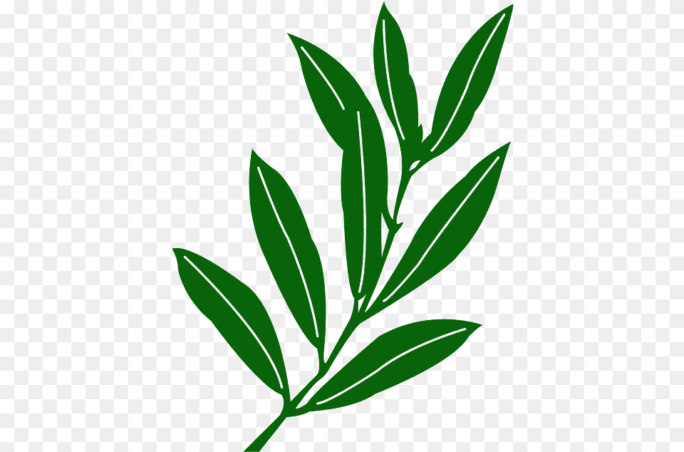 Folha De Oliva, Herbal, Herbs, Leaf, Plant Png