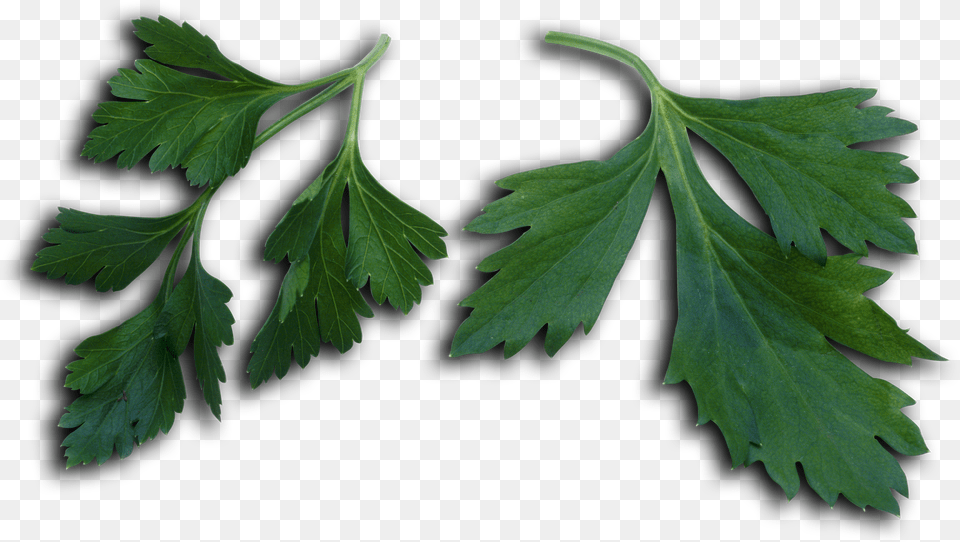 Folha De Salsa, Herbs, Parsley, Plant, Leaf Png