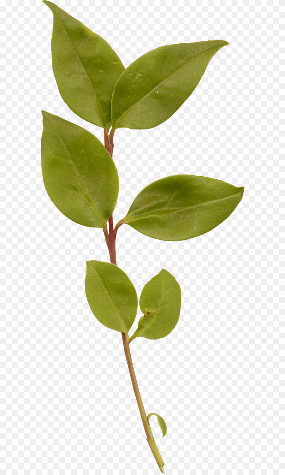 Folha Folhas De Girassol, Leaf, Plant, Flower, Tree Png