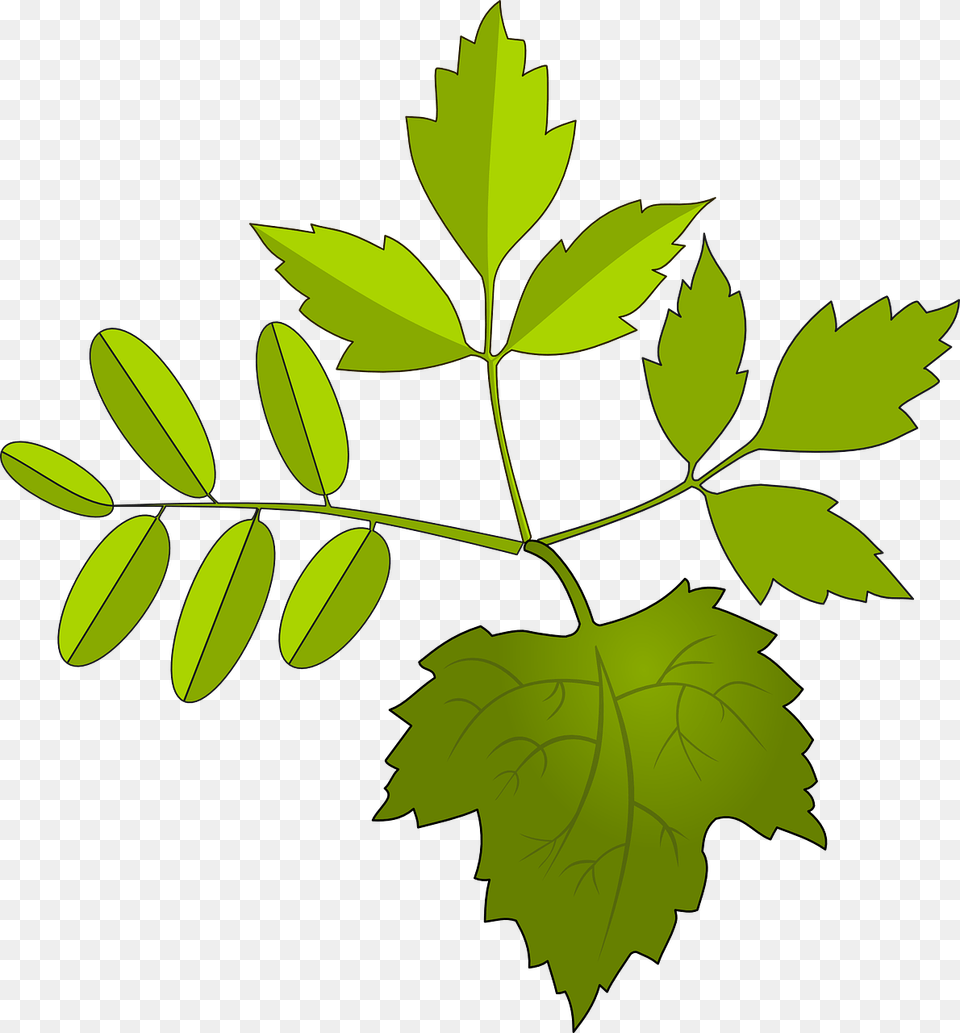 Folhagem Desenho, Green, Leaf, Plant, Tree Free Png Download