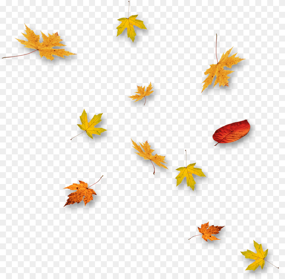 Folhas De Outono Caindo Folhas Caindo, Tree, Leaf, Plant, Maple Leaf Png Image