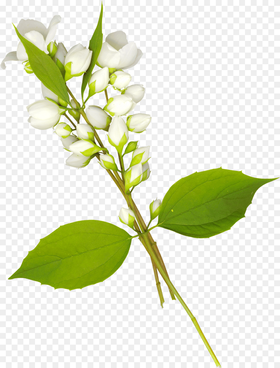 Folhas Em Mock Orange, Flower, Leaf, Plant, Acanthaceae Png