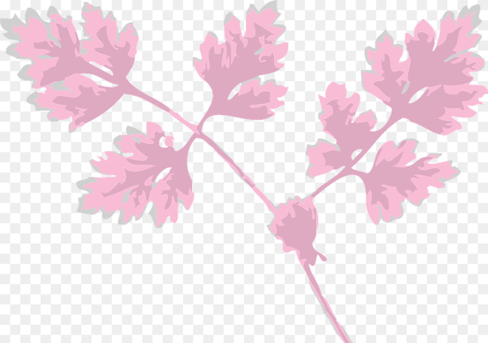 Folhas Rosa, Herbs, Leaf, Parsley, Plant Free Transparent Png