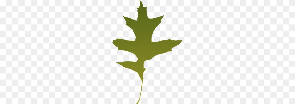 Foliage Leaf, Plant, Maple Leaf, Person Png Image