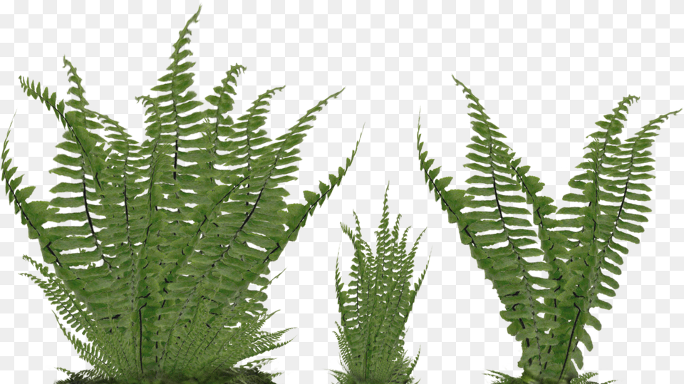 Foliage 2 Ferns, Fern, Plant, Leaf Png Image
