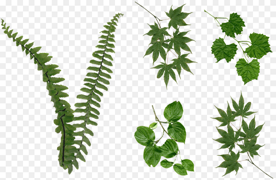 Foliage, Leaf, Plant, Fern, Tree Free Transparent Png