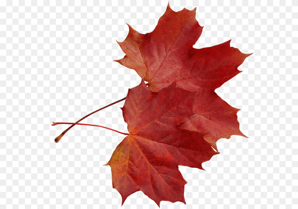Foliage Autumn Maple Clone In The Fall Colored Maple Leaf, Plant, Tree, Maple Leaf Free Transparent Png