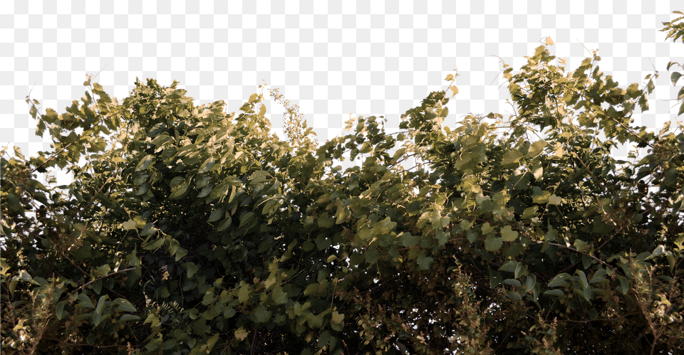 Foliage Bushs And Vines Stock Photo 0059 Autum Foliage Free Transparent Png