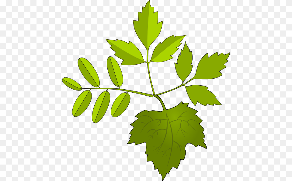 Foliage Clip Art, Leaf, Plant, Herbal, Herbs Png Image
