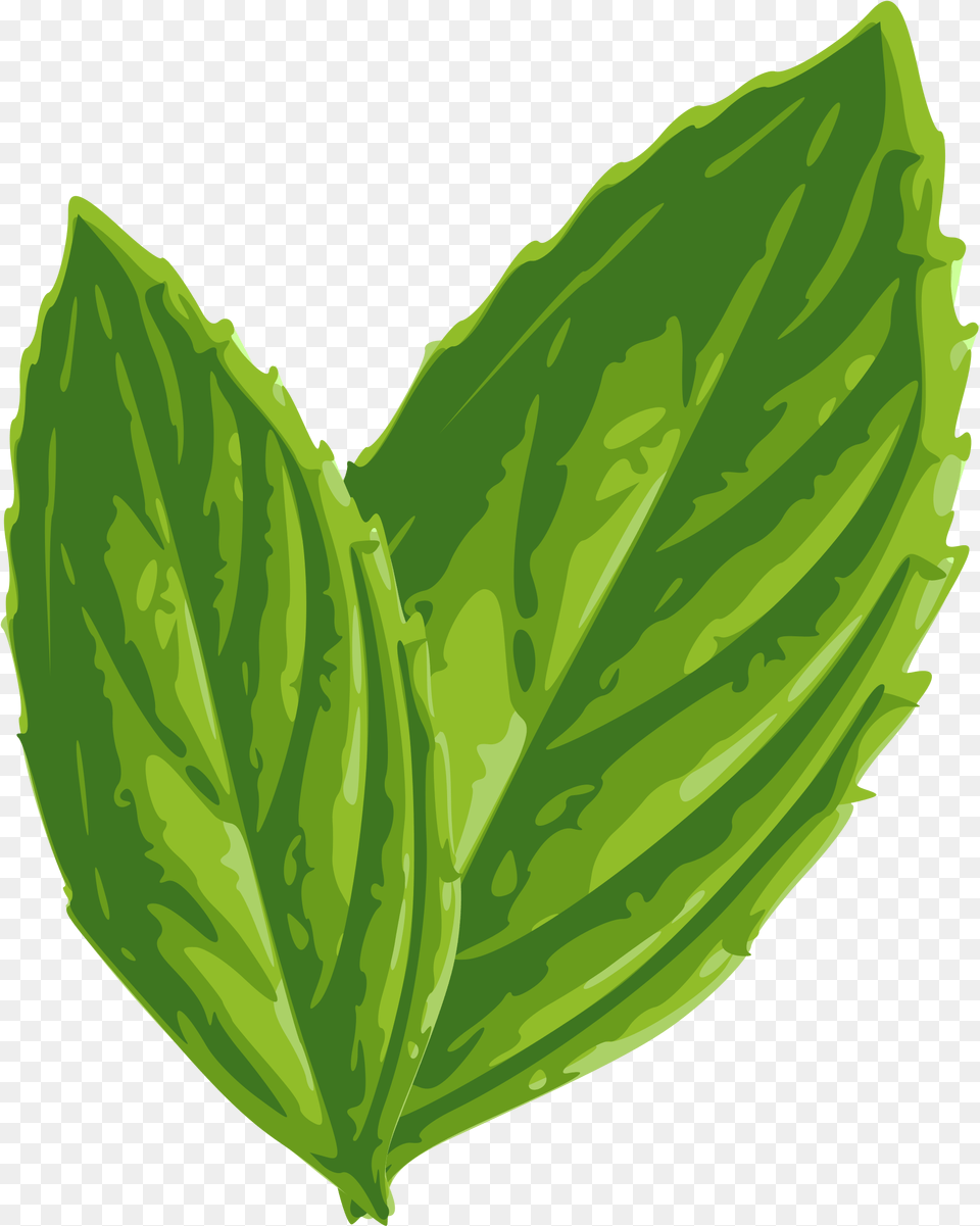 Foliage Clipart Mint Mint Leaf Clip Art, Herbs, Plant, Smoke Pipe Png Image