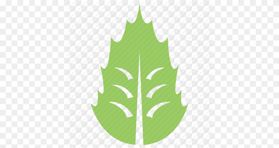 Foliage Green Leaf Holly Leaf Leaf Mistletoe Leaf Icon, Plant, Person, Face, Head Png Image