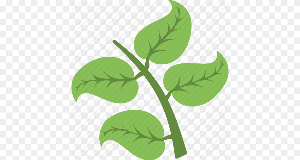 Foliage Greenery Leafy Branch Tree Branch Twig Icon, Leaf, Plant, Herbal, Herbs Free Transparent Png