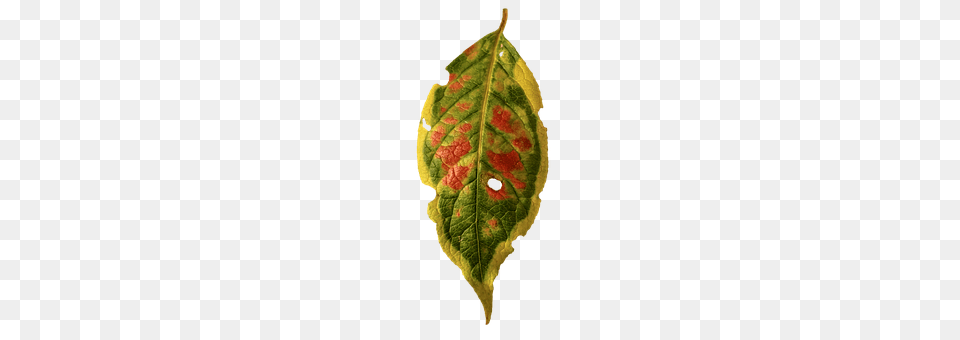 Foliage Leaf Plant Png Image