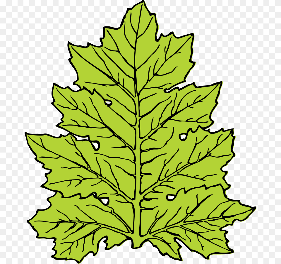 Foliage Leaves Clip Art, Leaf, Oak, Plant, Sycamore Free Transparent Png