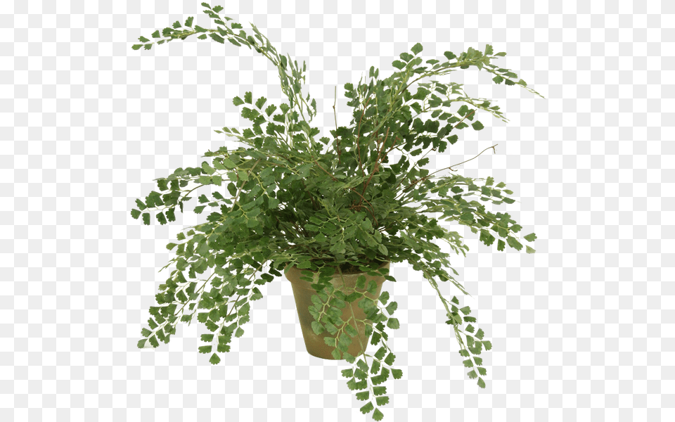 Foliage Plant Maidenhair Fern, Potted Plant, Leaf, Flower, Flower Arrangement Png Image