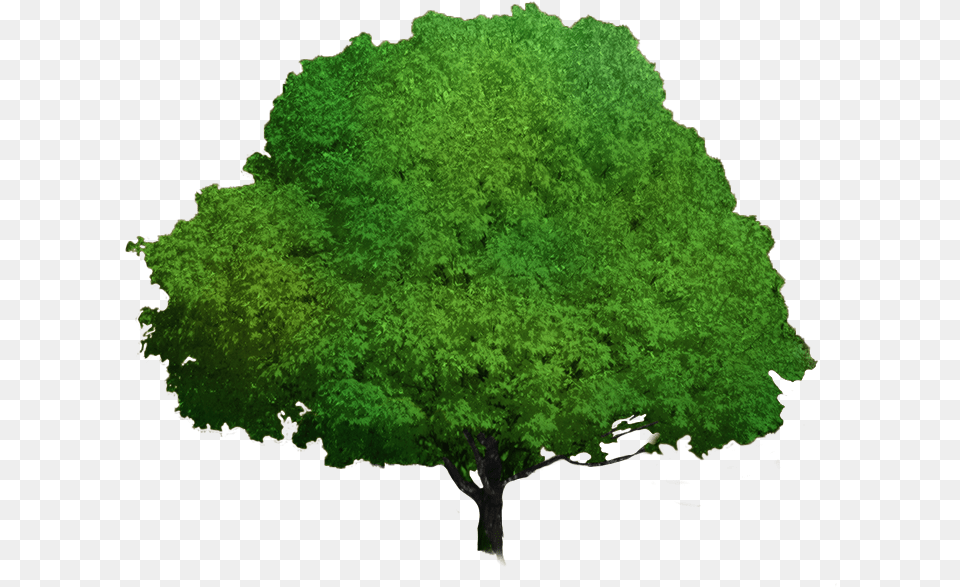 Foliage Progress Oak, Green, Tree, Sycamore, Plant Png Image