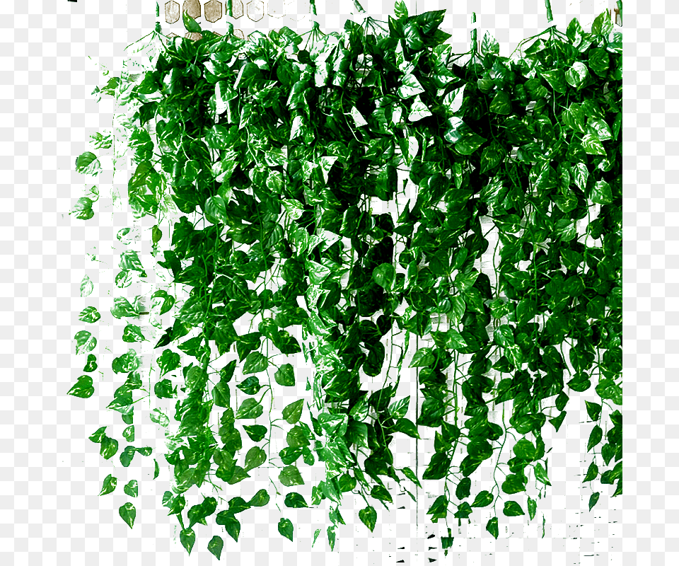 Follajenature, Plant, Vine, Ivy Png