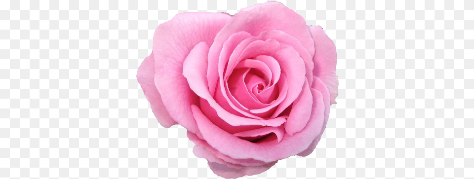 Follow Back Flower Pink Rose F4f Pink Rose Background, Plant, Petal Free Transparent Png