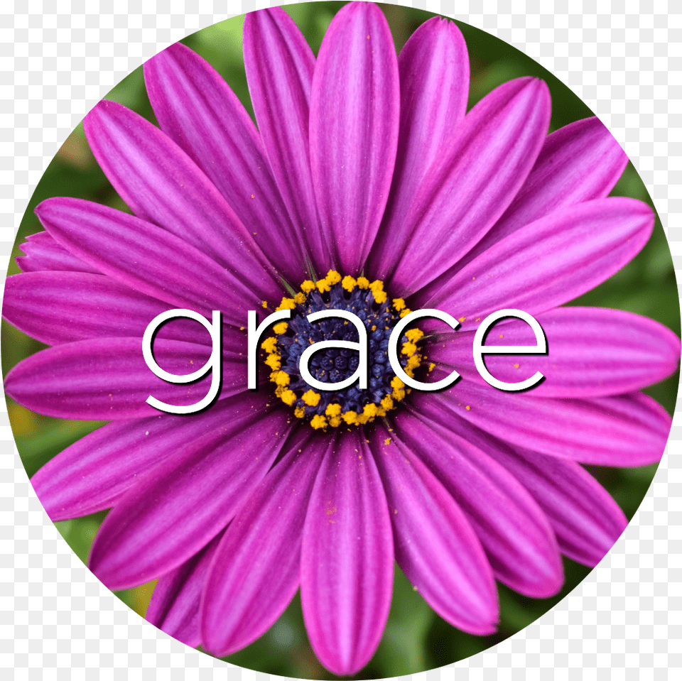 Follow Url Grace African Daisy Flower Essence Perfekte Lila Blume Groe Wanduhr, Plant, Purple, Petal Free Transparent Png