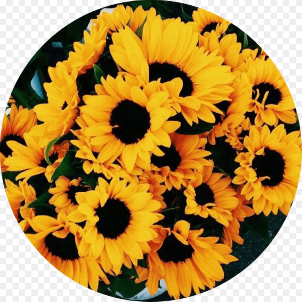 Followme Yellow Flower Transparent Background, Petal, Plant, Sunflower, Daisy Png Image