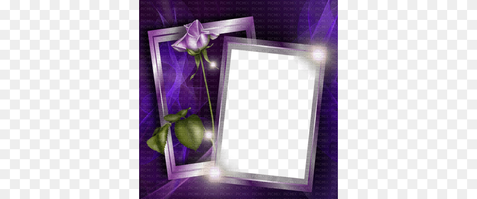 Fond Flower Terry Goodkind, Plant, Rose, Purple, Envelope Free Transparent Png