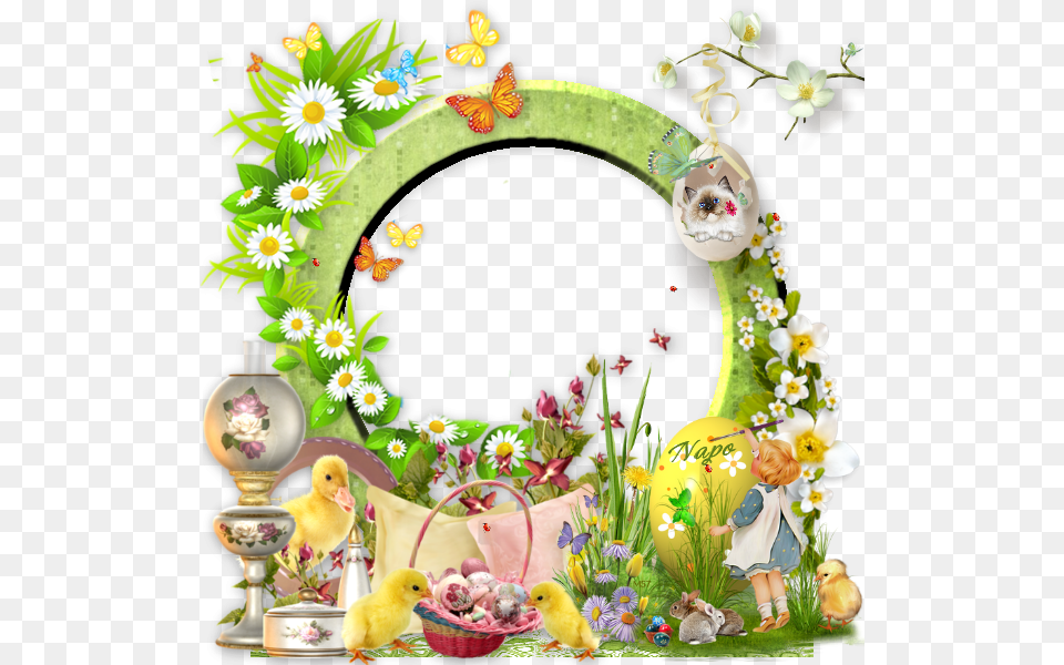 Fond Napo334 Daisy Oval Centerblog Cadres, Plant, Flower, Flower Arrangement, Person Free Png