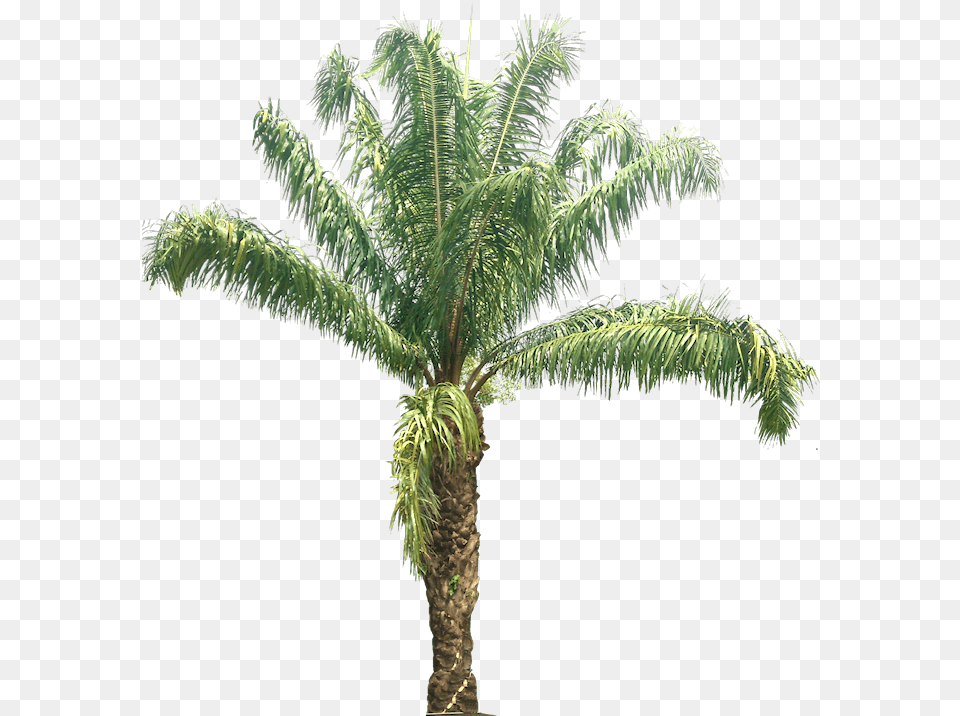 Fondo Arboles Sin Fondo, Palm Tree, Plant, Tree Png