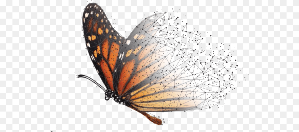 Fondo Monarca Tiene El Objetivo De Impulsar La Conservacin Fondo Mariposa Monarca, Animal, Butterfly, Insect, Invertebrate Png Image