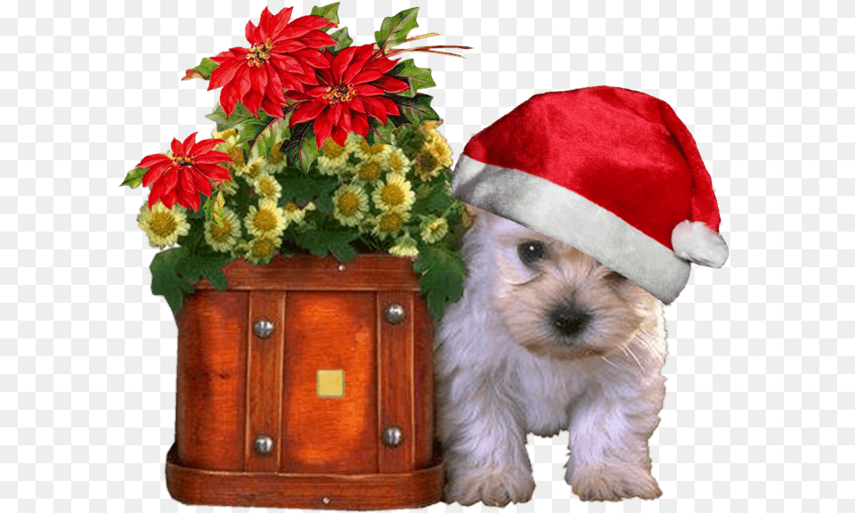 Fondos De Navidad Con Perritos En Hd Gratis Para Descargar, Potted Plant, Plant, Flower, Flower Arrangement Png Image