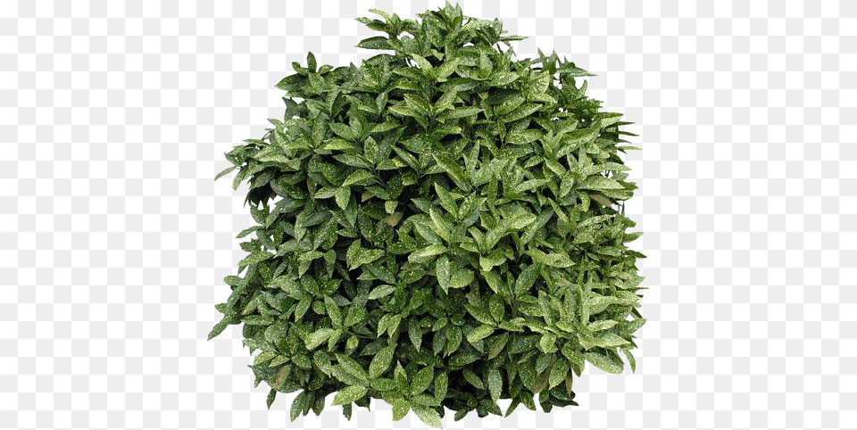 Fondotubeclipart Cut Out Bushes, Tree, Potted Plant, Plant, Moss Png Image