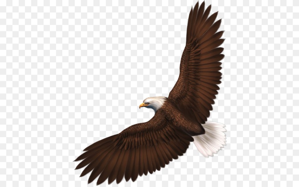 Fonts And Printables Birds, Animal, Bird, Eagle, Flying Free Transparent Png