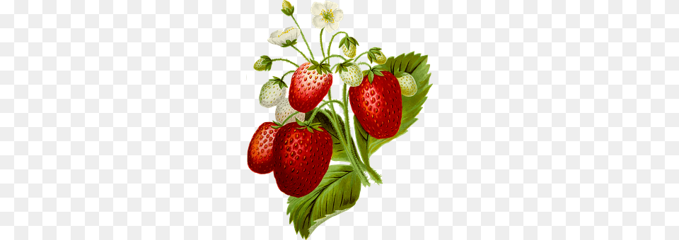 Food Berry, Fruit, Plant, Produce Free Transparent Png