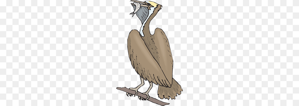 Food Animal, Beak, Bird, Vulture Png