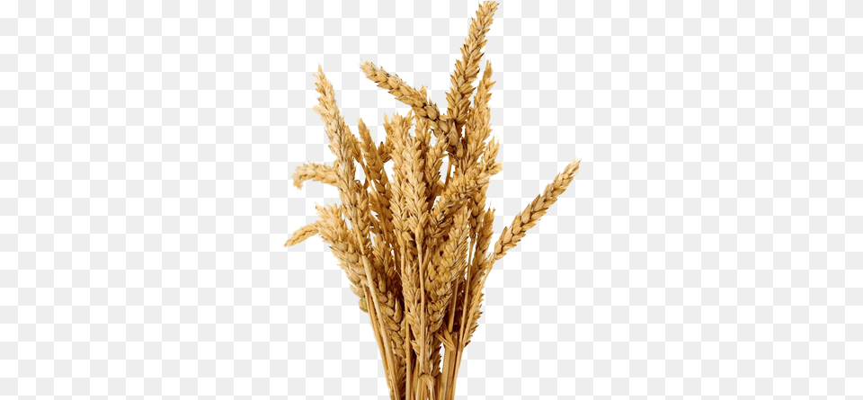Food Barley No Background, Grain, Plant, Produce, Wheat Png