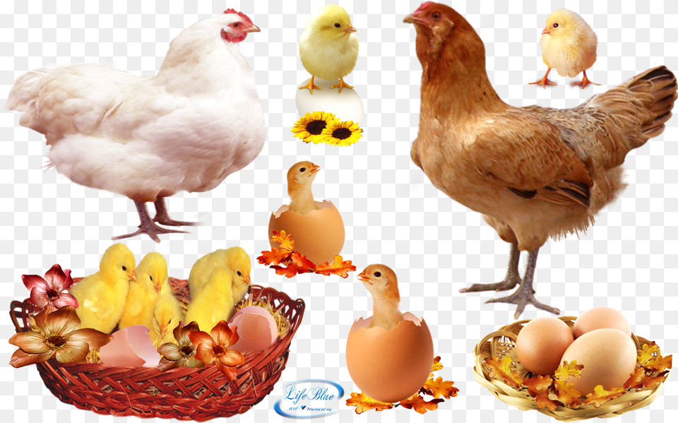 Food Download, Animal, Bird, Chicken, Fowl Free Transparent Png