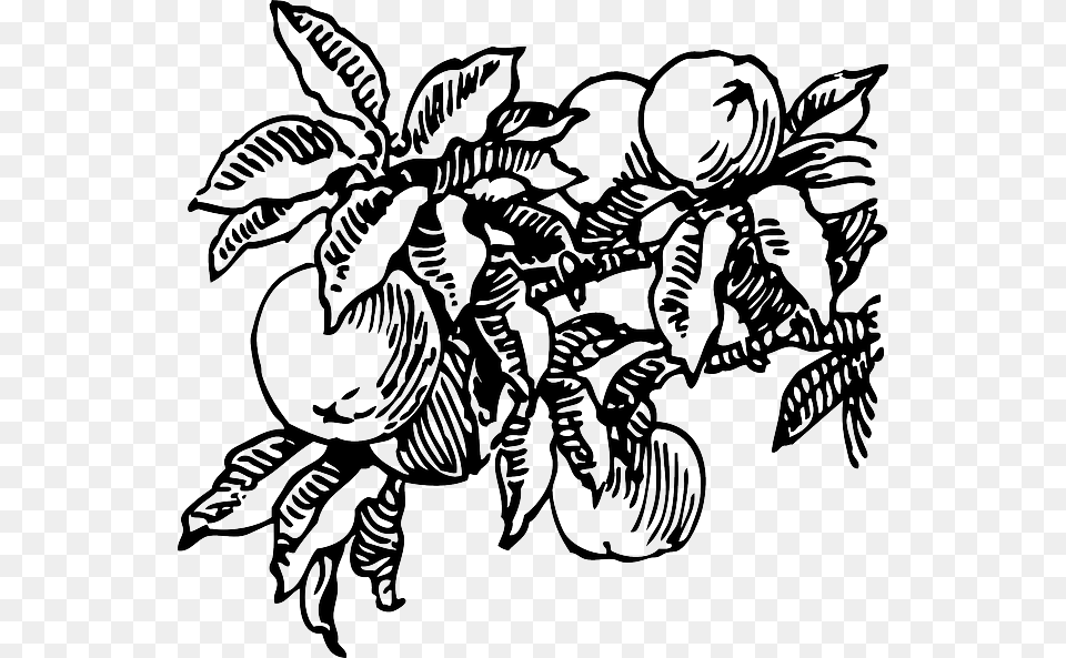 Food Fruit Outline Plants Tree Branch Peach Peach Clip Art, Drawing, Animal, Produce, Plant Free Png