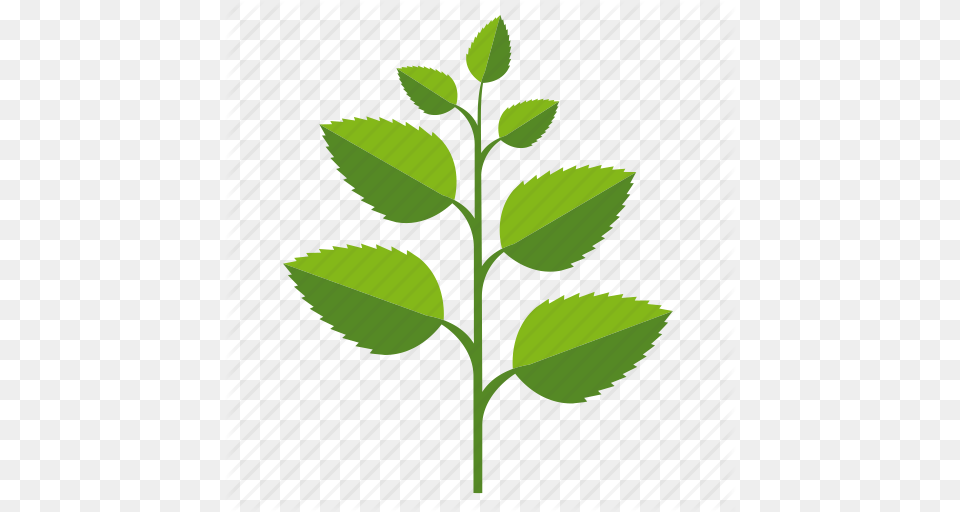 Food Herb Ingredients Leaves Mint Plant Icon, Green, Herbal, Herbs, Leaf Free Png