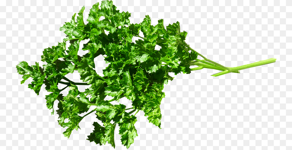 Food Parsley Cooking Garnish Cut Out, Herbs, Plant Free Transparent Png