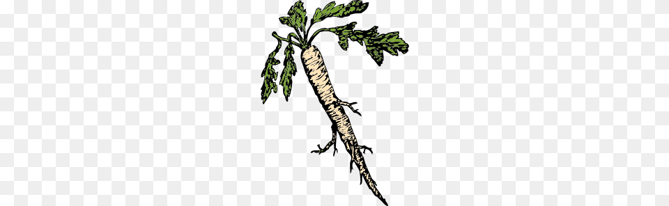 Food Plants Root Clip Art, Produce, Parsnip, Plant, Vegetable Png