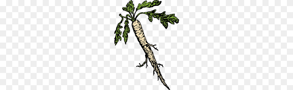 Food Plants Root Clipart For Web, Carrot, Plant, Produce, Vegetable Free Transparent Png
