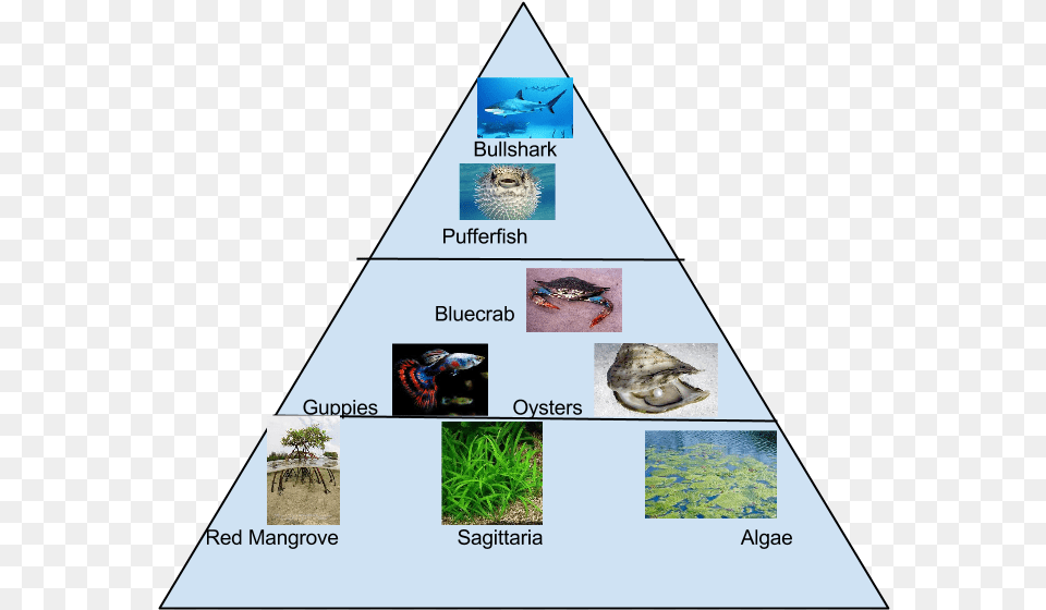 Food Pyramid Food Pyramid For Mangroves, Triangle, Art, Collage, Plant Png Image